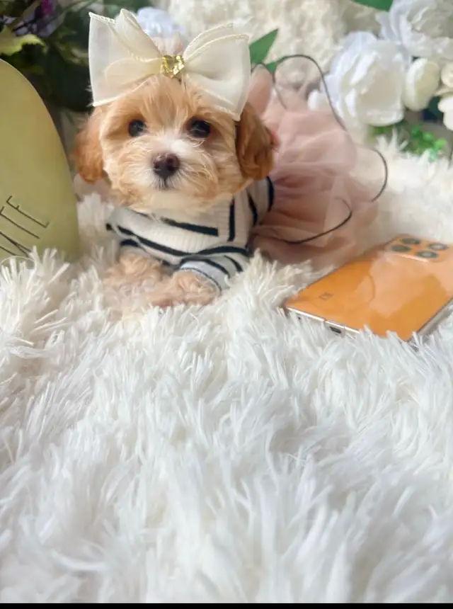 TeddyBear Maltipoo puppy Mini tiny size (poodle/Maltese in Dogs & Puppies for Rehoming in City of Toronto - Image 10