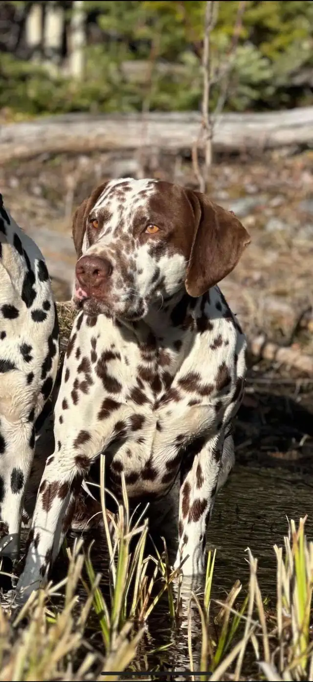 Dalmatian Puppys in Dogs & Puppies for Rehoming in North Shore - Image 8