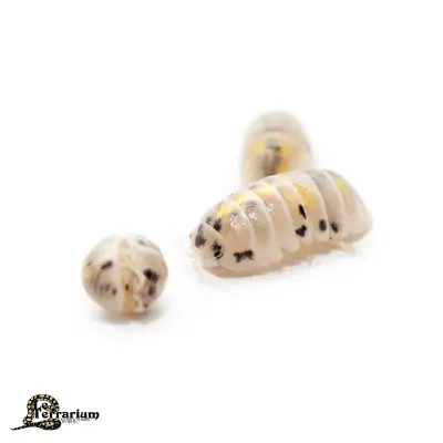 Armadillidium vulgare - Magic potion (12+), View more