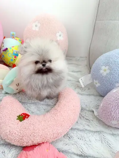 Tiny teacup pomeranians, View more