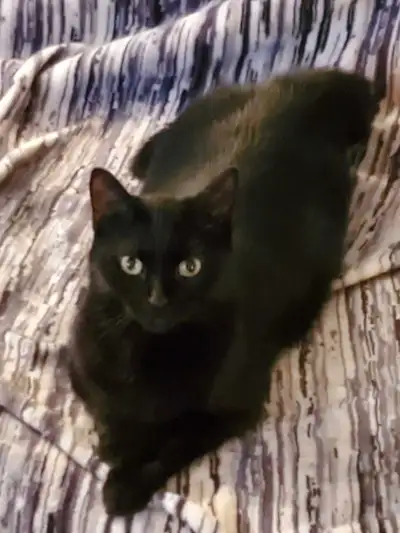 chat noir femelle 1 ans et demi opéré et vermifuge , View more