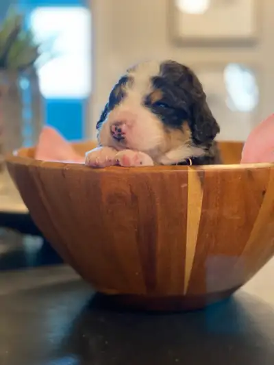 Mini Bernedoodles, View more