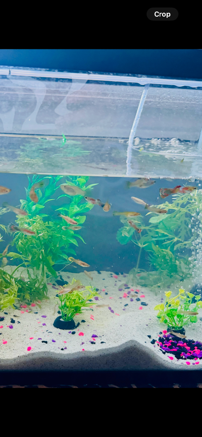 Guppy’s fish, View more