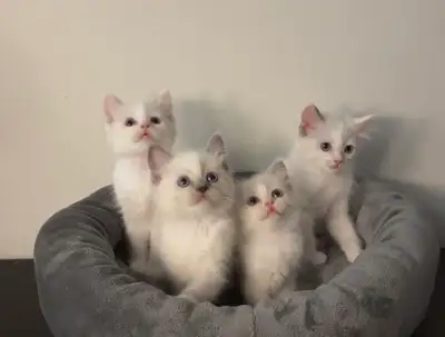 Adorable purebred ragdoll kittens rehoming, View more