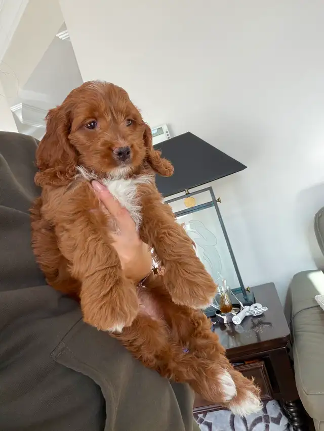 RED cockapoo puppy (cocker spaniel x poodle) chiot | Dogs & Puppies for ...