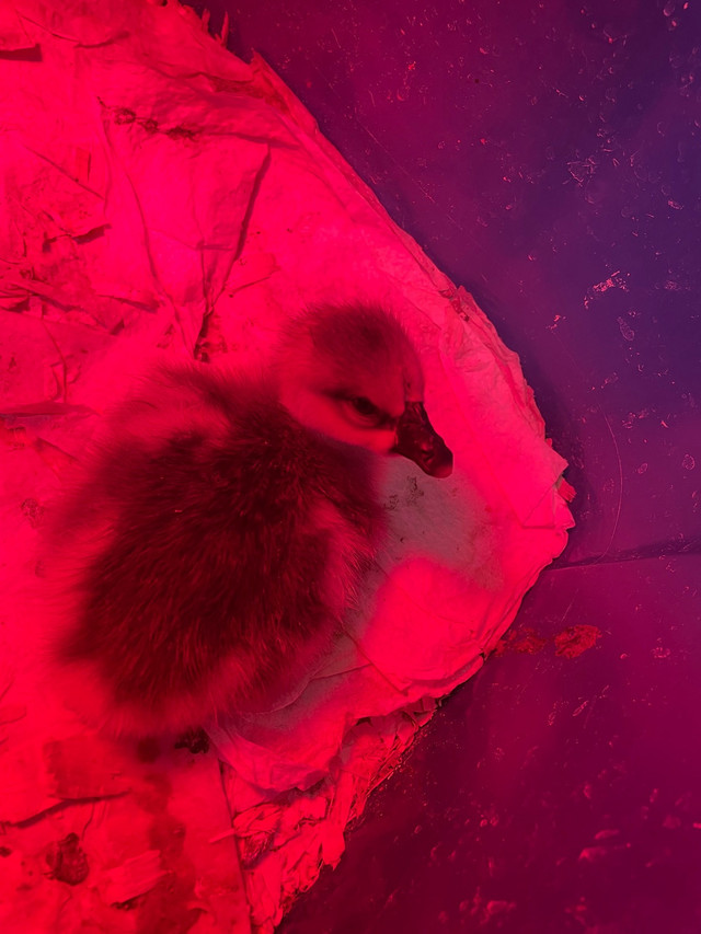 African Goose - goslings in Livestock in Kawartha Lakes