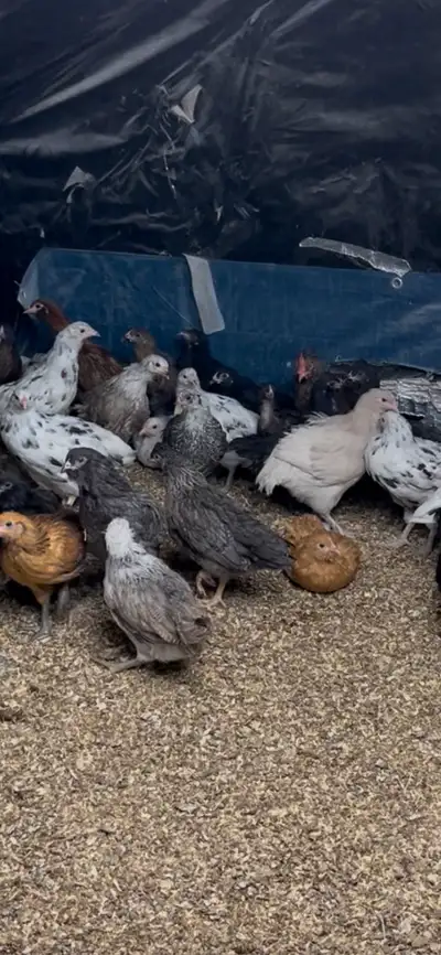 Pullets and Hens-Heritage Rainbow Layers-Creston BC, View more