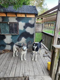 2 Dogs need Rehoming 