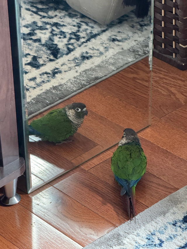 conures trained  in Birds for Rehoming in Mississauga / Peel Region - Image 4