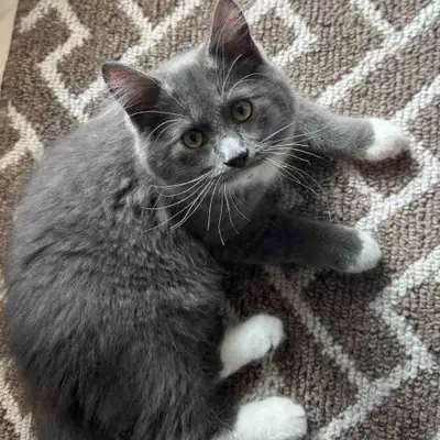 Le petit (gros) Larry est prêt pour se trouver une famille! Il est âgé de 4mois. C’est un beau mâle....