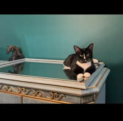 Male kitten, View more