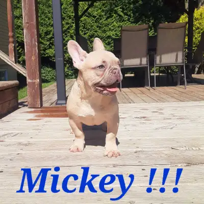 French bulldog puppies / Bouledogue français !!, View more
