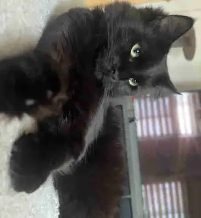 chat à vendre avec accessoires (bouffe+litière+jeux+collations), View more
