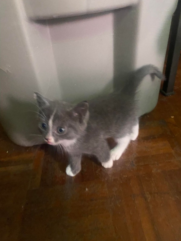 KIttens for adoption Cats & Kittens for Rehoming Oshawa / Durham