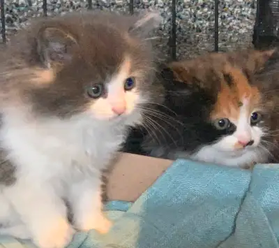 Kitten for sale 3 fluffy  kittens, View more