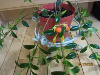 Goldfish - (Air Purifying & Hanging) Plant