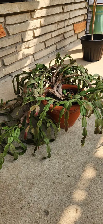 CHRISTMAS CACTUS PLANT FOR SALE!!!, View more