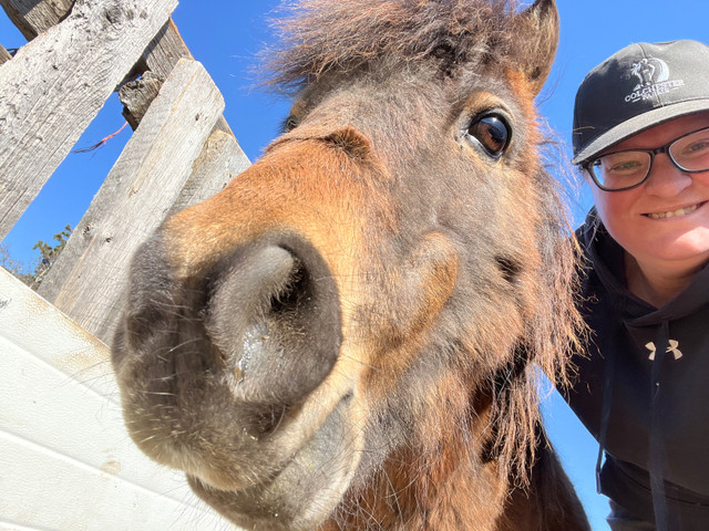 Chipmunk in Horses & Ponies for Rehoming in Edmonton