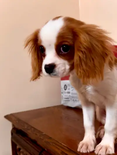 Cavalier King Charles Spaniel ( Male), View more