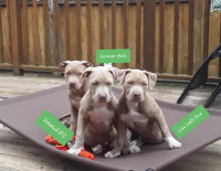 Gorgeous lilac purebred puppies ABKC and UKC