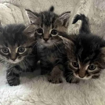 kittens need a good home, View more