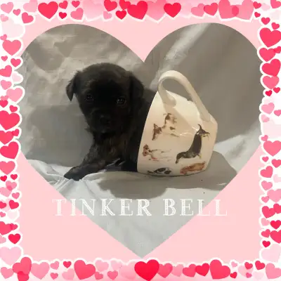 CUTE PUPPIES , View more