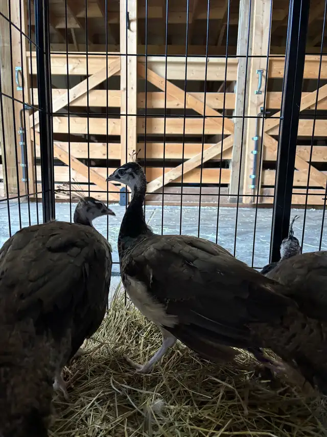 Indian blue peacock | Birds for Rehoming | Quesnel | Free local ...