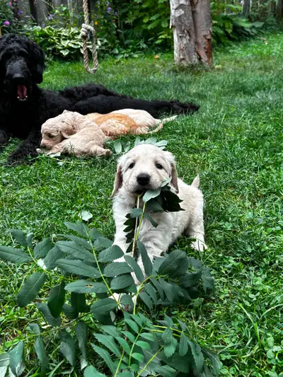 Designer Golden Doodle Puppies, View more