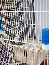 Birds with cage ($100)