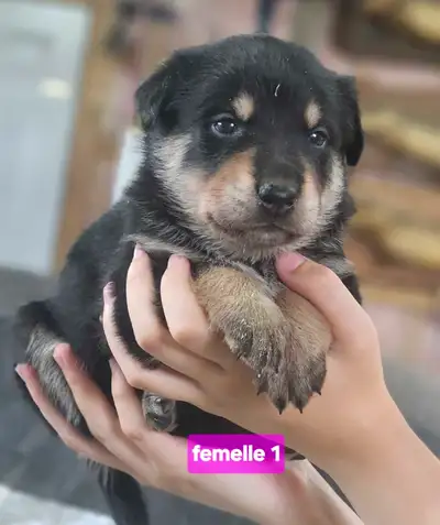 chiot berger allemand x bouvier bernois x cattle dog(bouvier aus, View more