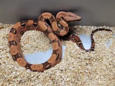 Blood 66% Het Sterling - Female, View more