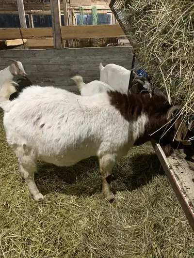 Purebred Boer Buck, View more