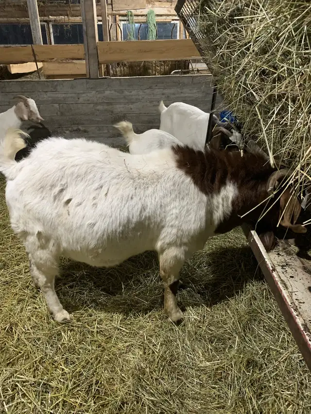 Purebred Boer Buck in Livestock in Hamilton - Image 2
