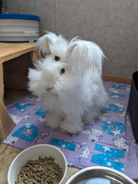 *PENDING PICKUP*Purebreed English Angora Rabbit -Buck