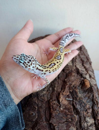Leopard Gecko with accessories!