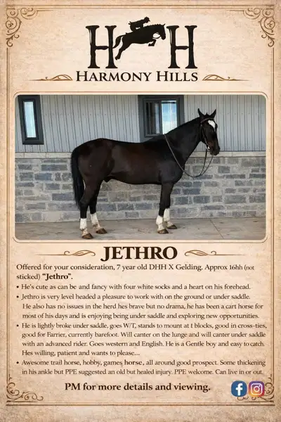 Handsome Dutch X horse for sale , View more