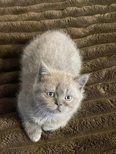 Purebred Scottish Kittens Ottawa, View more