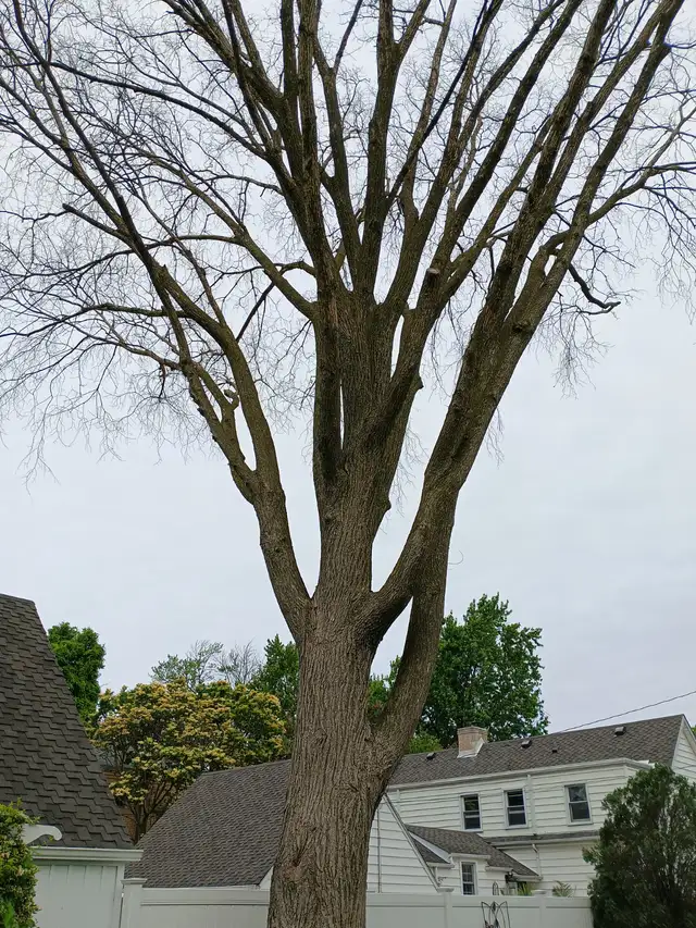 Tree service62864354288003123