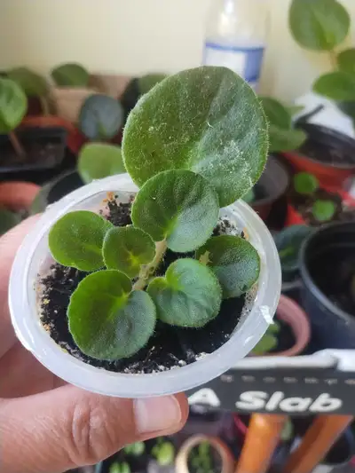 Purple African violet in jello container , View more