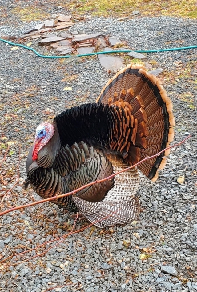 Turkey Hatching Eggs! Livestock Moncton Kijiji