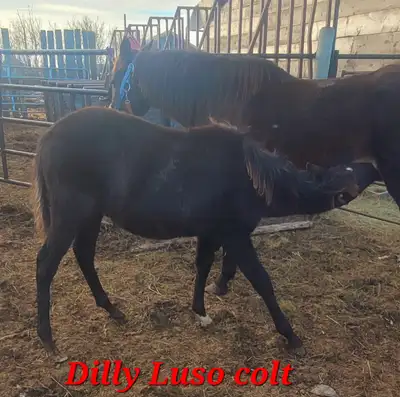 Lusitano QH colt, View more