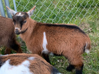 Nigerian dwarf wethers