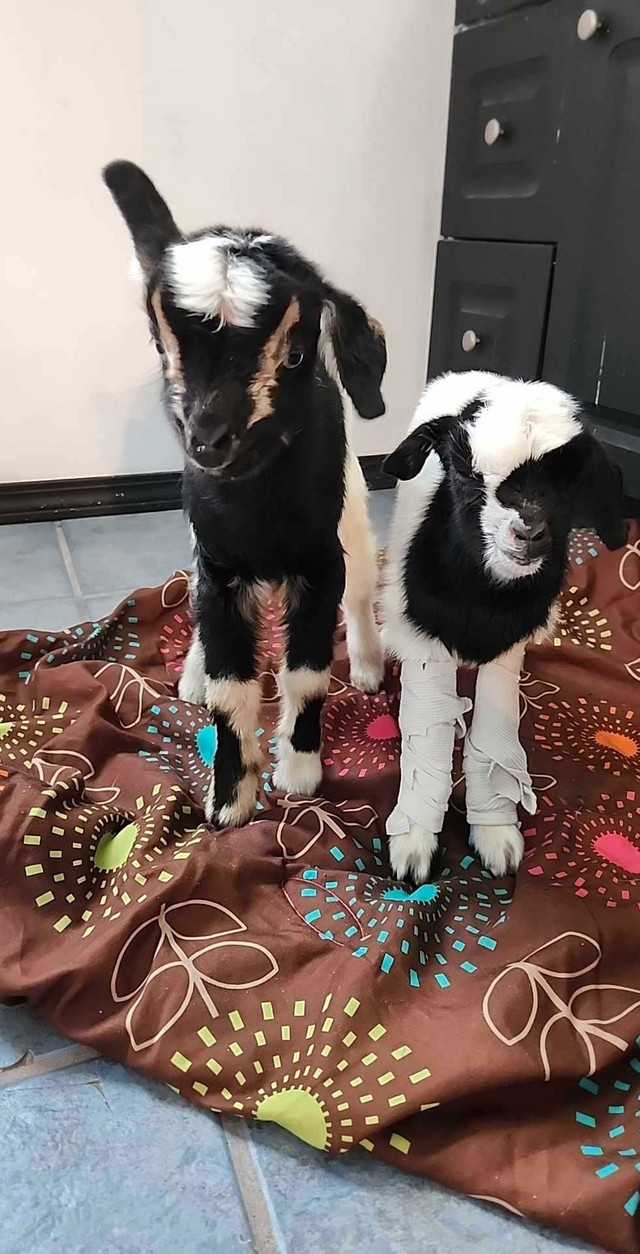 Kid goats for sale in Livestock in Thunder Bay - Image 4