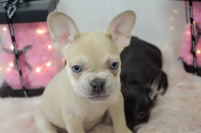 French Bulldogs for sale (fluffy carrier) low shed in Dogs & Puppies for Rehoming in Calgary - Image 9