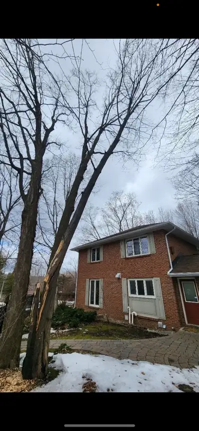 JC tree service, View more