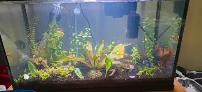 Shrimp, Ramshorn snails and plants for sale, View more