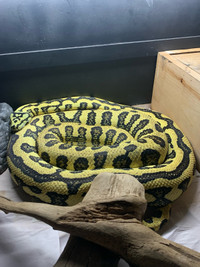 0.1 Jungle Jaguar Carpet Python