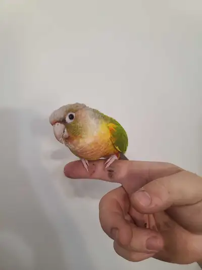 conure mâle , View more