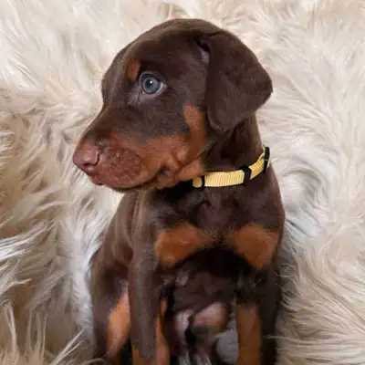Doberman Puppy (Male), View more