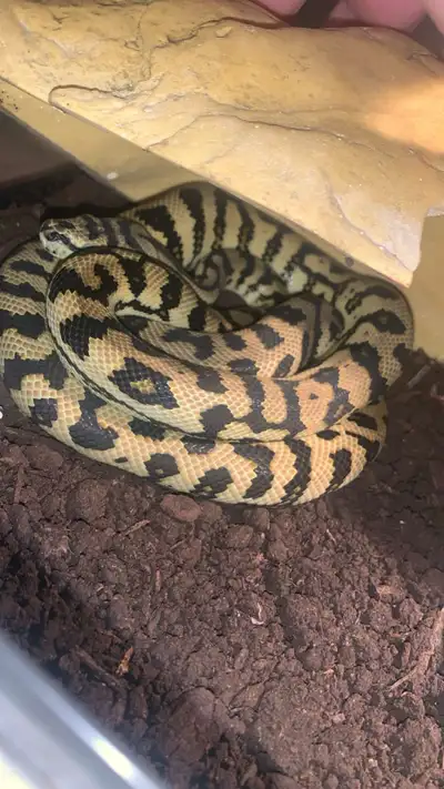 exotic reptile rescue , View more